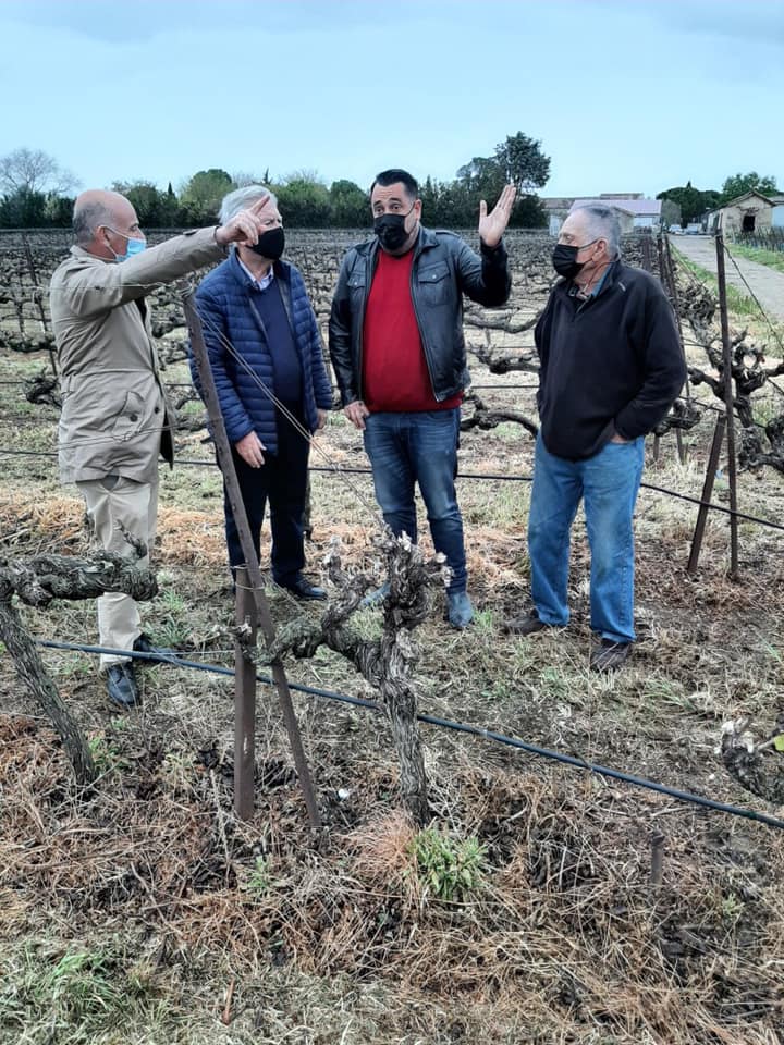 Soutien aux vignerons suite à l’épisode de gel