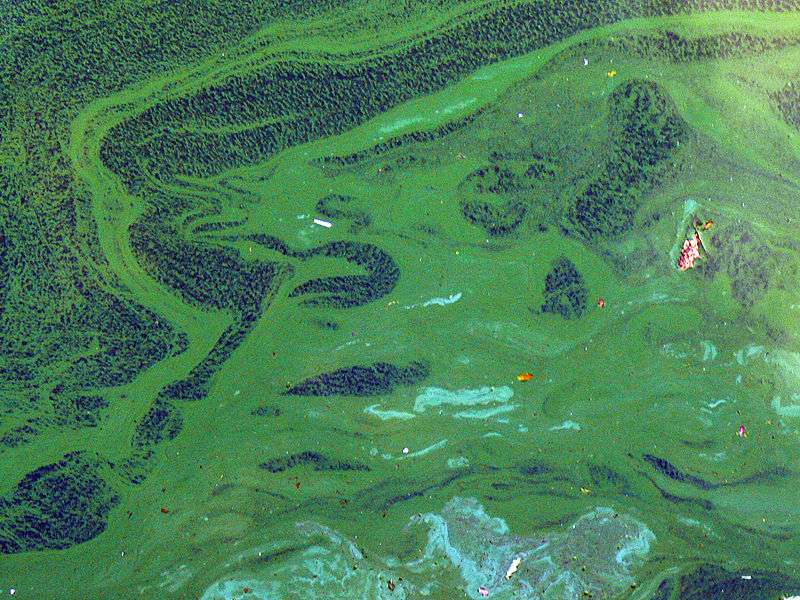 Alerte aux cyanobactéries dans les eaux du Lez à Castelnau-le-Lez