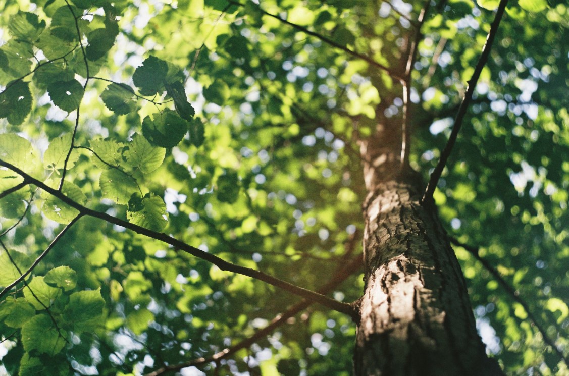 un arbre vu du dessous, les rayons de soleil filtrant à travers ses feuilles