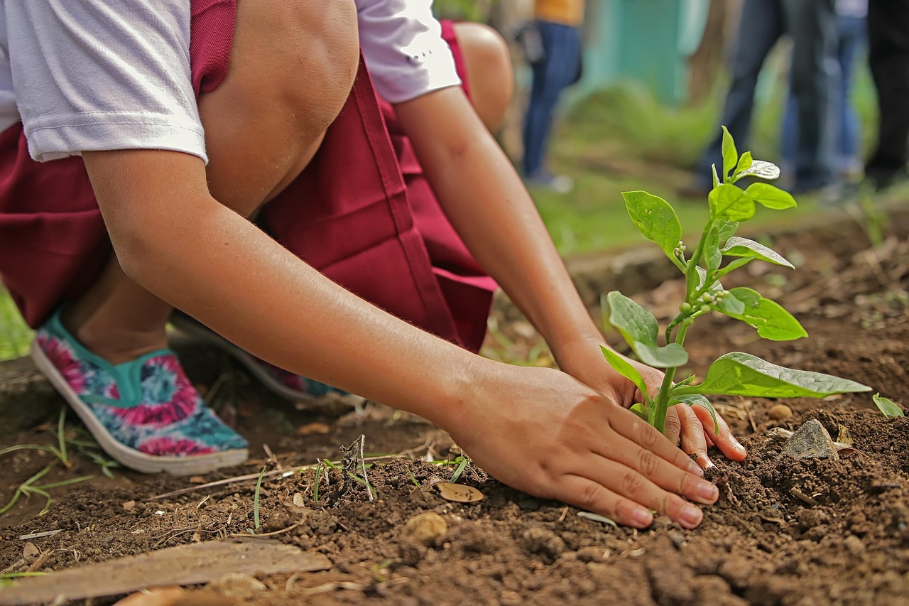 Détail sur les mains d'un enfant accroupi en train de planter un arbuste copyright Artisano Pixabay