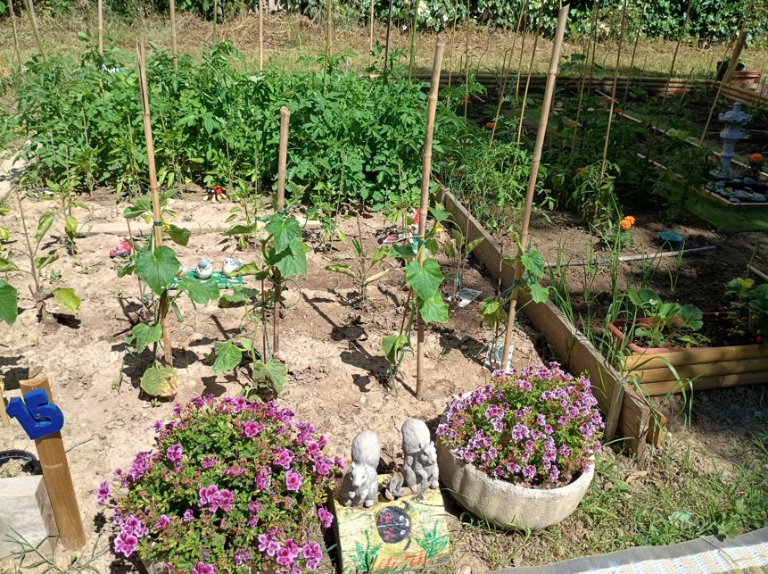 des plantations au Terrain