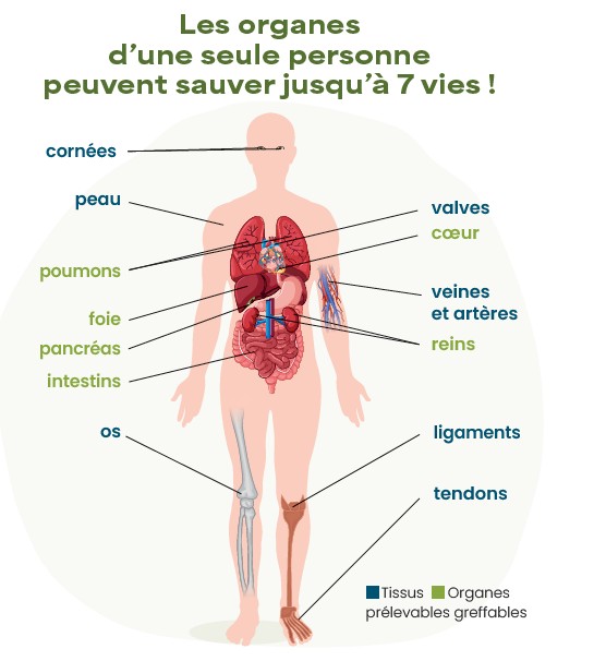 Schéma d'un corps humain détaillant tous les organes qui peuvent être donnés