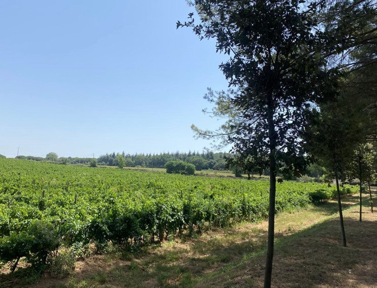 vigne et végétation luxuriante