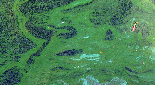 Présence de cyanobactéries dans l'eau du Lez